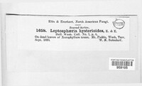 Leptosphaeria hysterioides image